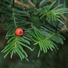 Taxus (Taxus)