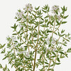 Thijm (thymus vulgaris)