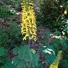 Tongkruiskruid (ligularia przewalskii)