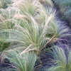 Vedergras (stipa tenuissima ponytail)