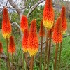 Vuurpijl (kniphofia)