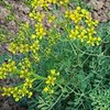 Wijnruit (ruta graveolens)