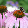 Zonnehoed paars (echinacea purperea)