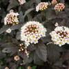 Blaasspirea (physocarpus opulifolius little angel)