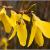 Chinees klokje (Forsythia)