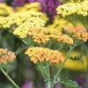 Duizendblad (achillea terracotta)