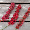 Duizendknoop rood (persicaria amplexicaulis speciosa)