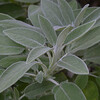 Echte salie (salvia officinalis)