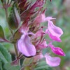 Gamander (Teucrium chamaedrys)