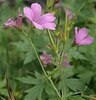 Geranium hoog (geranium rose Clair (moon?))