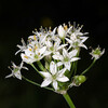 Knoflookbieslook (allium tuberosum)