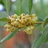 Laurier (laurus nobilis)