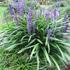 Leliegras (liriope)