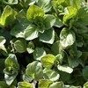 Oregano (origanum vulgare)
