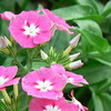 Phlox/Vlambloem (phlox paniculata starshine)