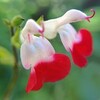 Salie Hotlips (salvia mycrophylla Hot Lips)