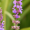 Salie Ostfriesl. (salvia nemorosa ostfriesland)